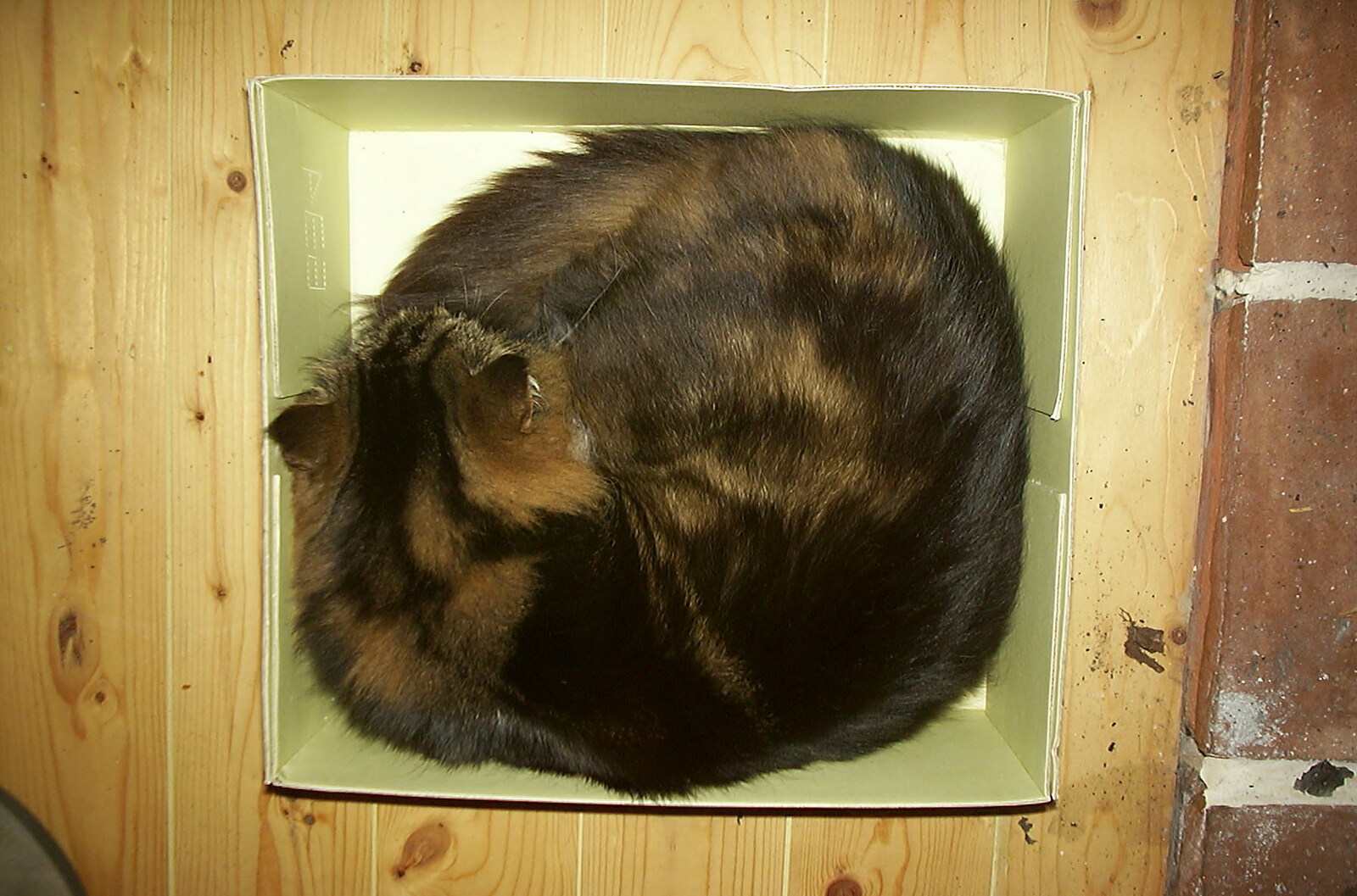 Sophie does Cat in a Box from Mother and Mike Visit, and Cat Photos, Brome, Suffolk - 1st September 2002