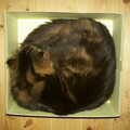 2002 Sophie does Cat in a Box
