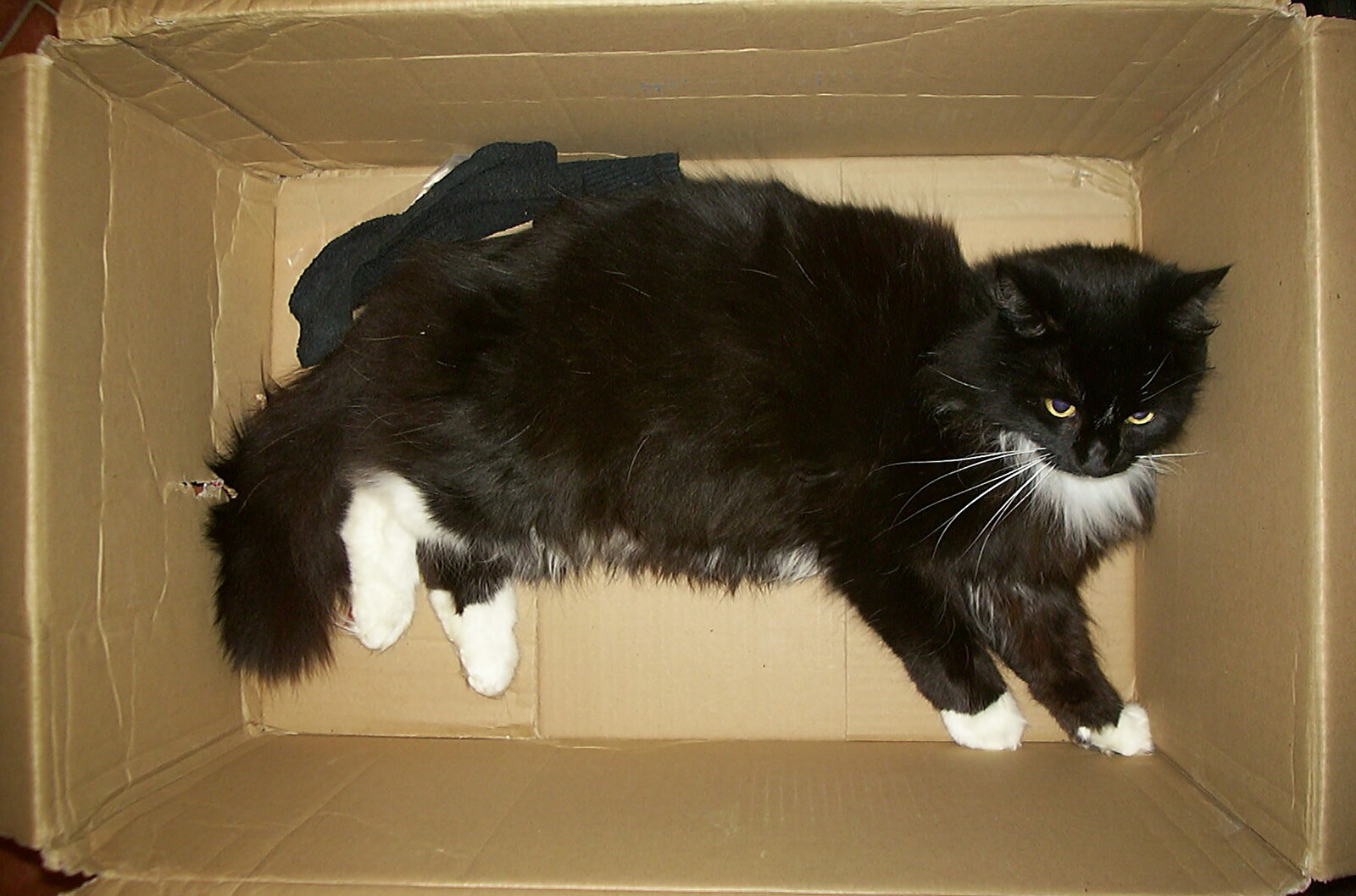 The Sock is in a box from Mother and Mike Visit, and Cat Photos, Brome, Suffolk - 1st September 2002