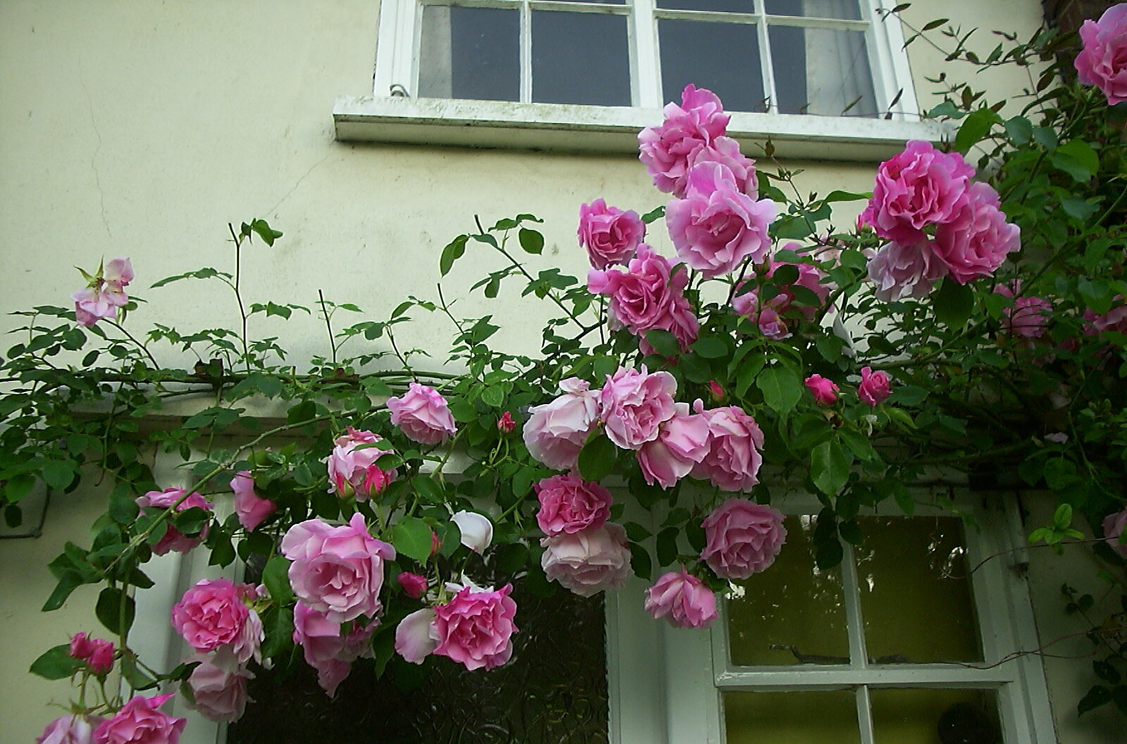The rose is in full bloom from Mother and Mike Visit, and Cat Photos, Brome, Suffolk - 1st September 2002