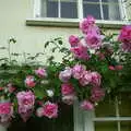 The rose is in full bloom, Mother and Mike Visit, and Cat Photos, Brome, Suffolk - 1st September 2002