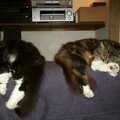 2002 The Sock and Sophie have a sleep