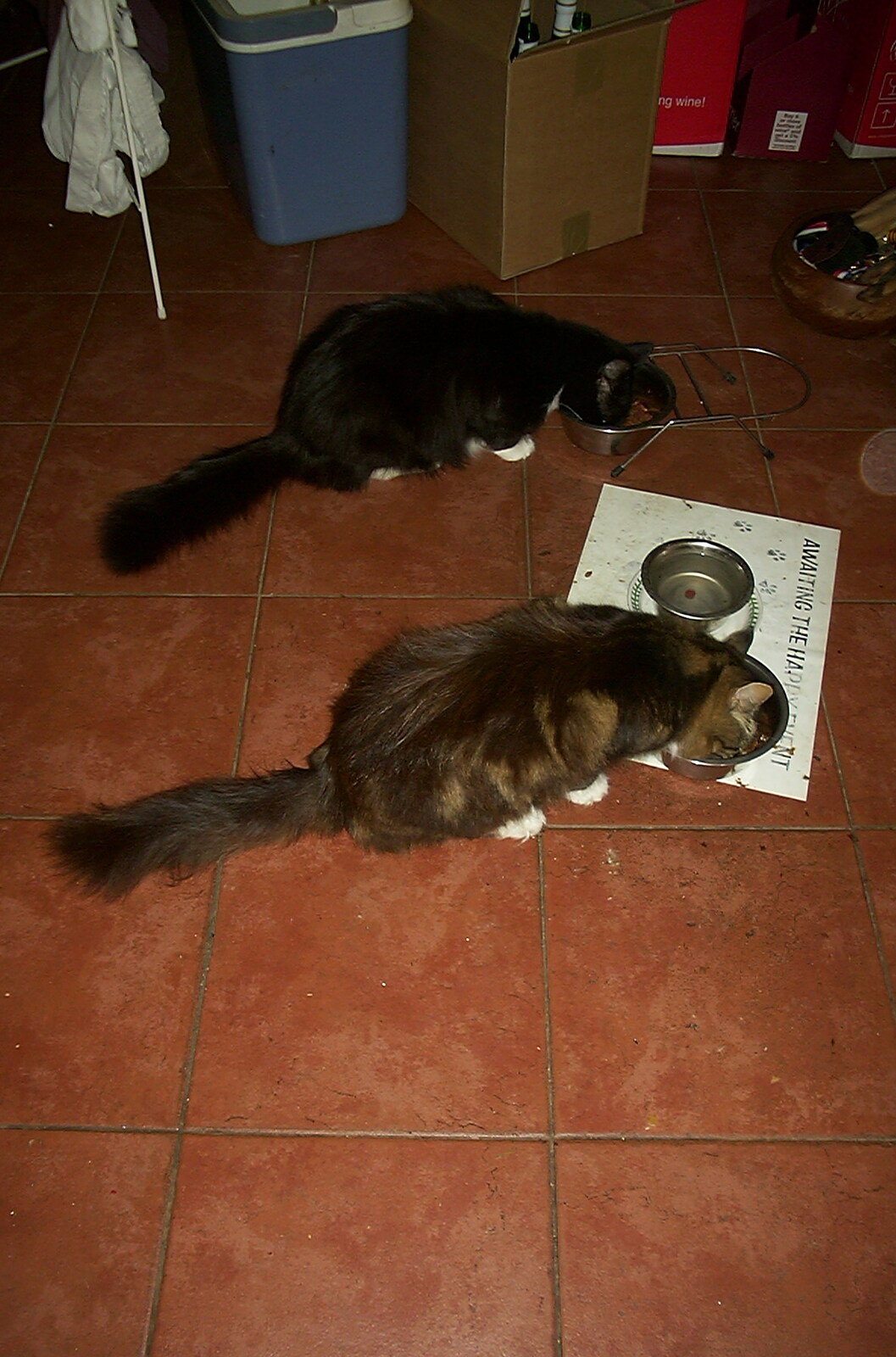 Time for Mog Nosh from Mother and Mike Visit, and Cat Photos, Brome, Suffolk - 1st September 2002
