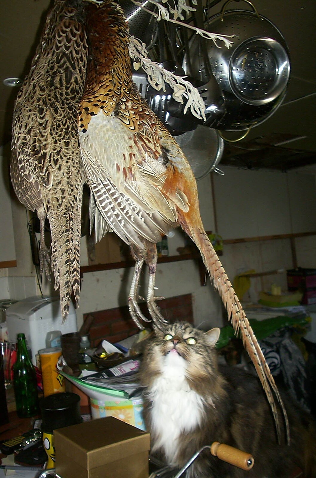 There's a brace of pheasants in the kitchen from Mother and Mike Visit, and Cat Photos, Brome, Suffolk - 1st September 2002