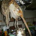 2002 There's a brace of pheasants in the kitchen