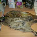 2002 Pheasants on the kitchen worktop