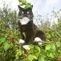 The Sock is in a tree, Mother and Mike Visit, and Cat Photos, Brome, Suffolk - 1st September 2002