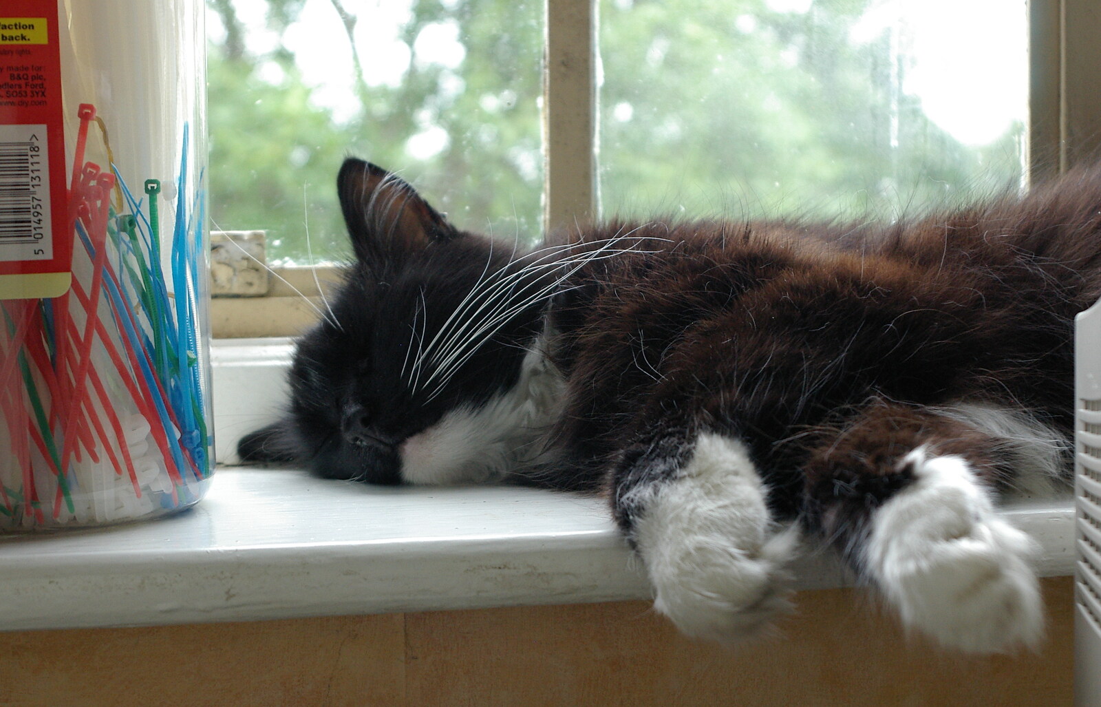 Asleep on the office windowsill from Mother and Mike Visit, and Cat Photos, Brome, Suffolk - 1st September 2002