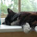 2002 Asleep on the office windowsill