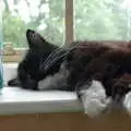 Asleep on the office windowsill, Mother and Mike Visit, and Cat Photos, Brome, Suffolk - 1st September 2002