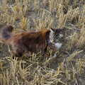 2002 Sophie in the stubble field