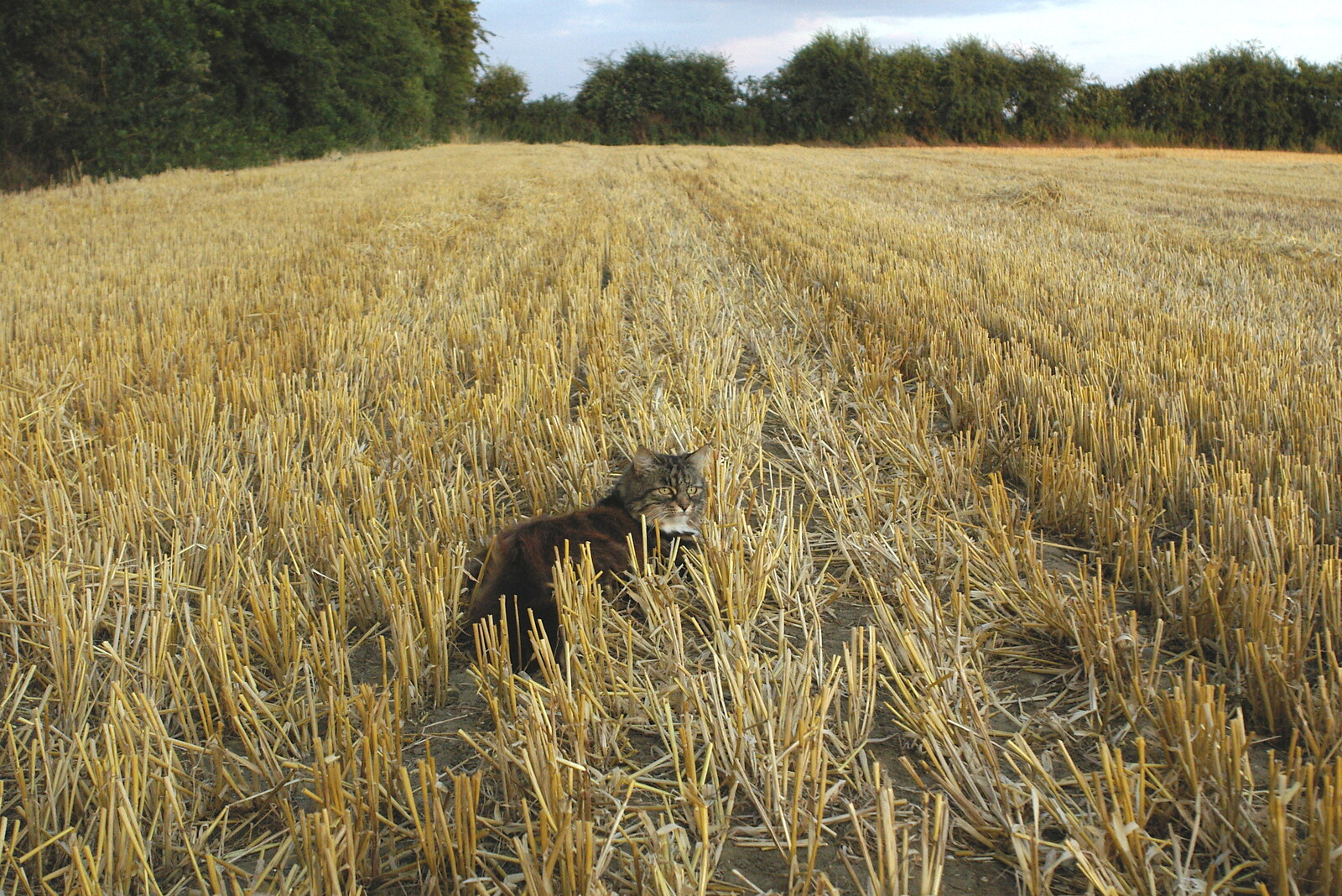 Sophie roams around the stubble from Mother and Mike Visit, and Cat Photos, Brome, Suffolk - 1st September 2002