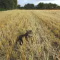 Sophie roams around the stubble, Mother and Mike Visit, and Cat Photos, Brome, Suffolk - 1st September 2002