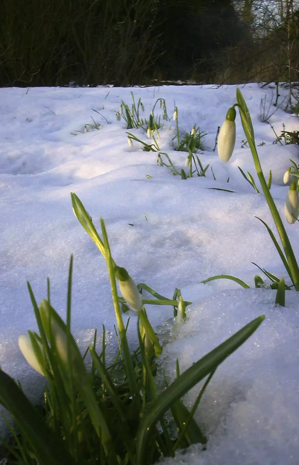 Snowdrops poke out of a blanket of snow, from Longview, Easyworld and Peterborough Cathedral, Cambridgeshire - 10th February 2003