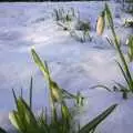 Snowdrops poke out of a blanket of snow, Longview, Easyworld and Peterborough Cathedral, Cambridgeshire - 10th February 2003