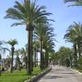 2003 Palm trees on the Croisette