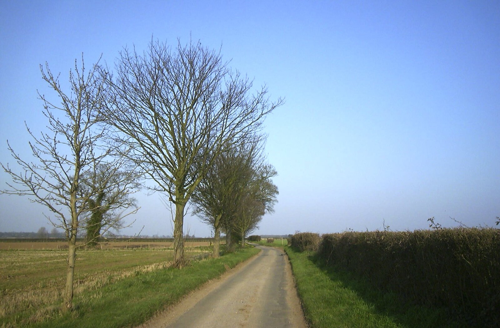 Carolyn on Sunday, Wymondham, Norfolk - 23rd March 2003: Bleak trees in the flat-lands