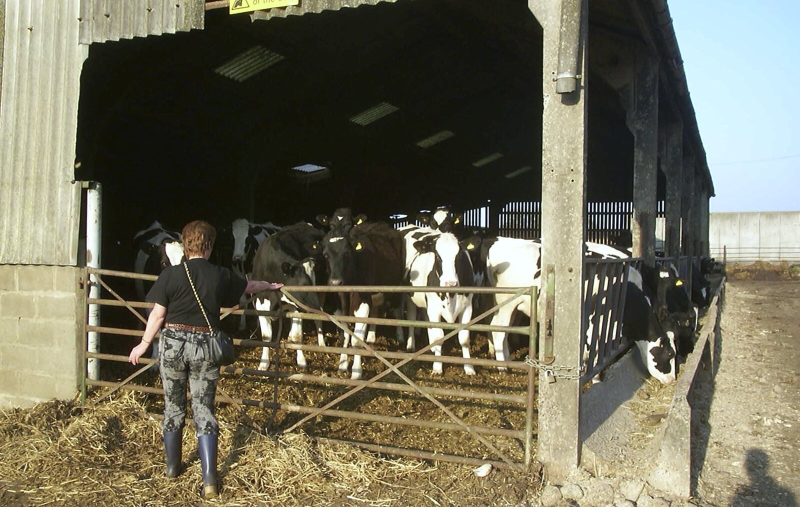 Carolyn on Sunday, Wymondham, Norfolk - 23rd March 2003: Jenny goes over to stir the cows up