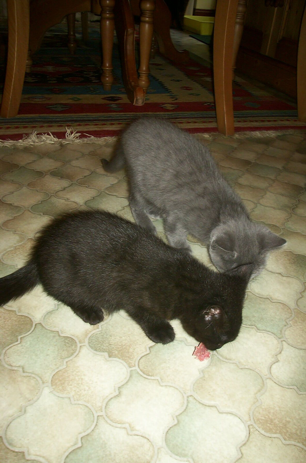 Mini and Slinky the kittens from Dove House, and Dinner Round Anne's, Thornham and Eye, Suffolk - 11th April 2003