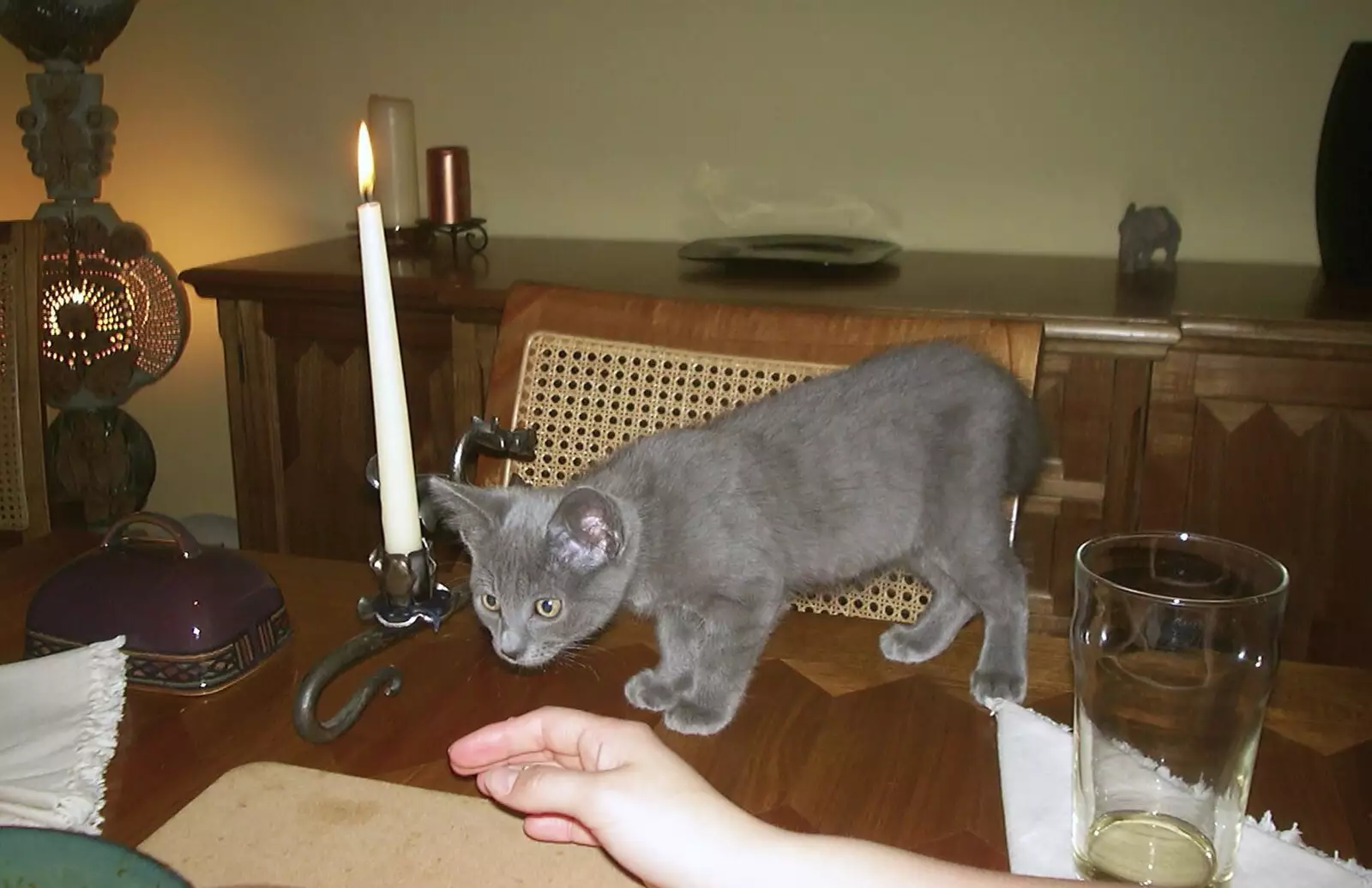 Slinky comes up to the table for a look around, from Dove House, and Dinner Round Anne's, Thornham and Eye, Suffolk - 11th April 2003