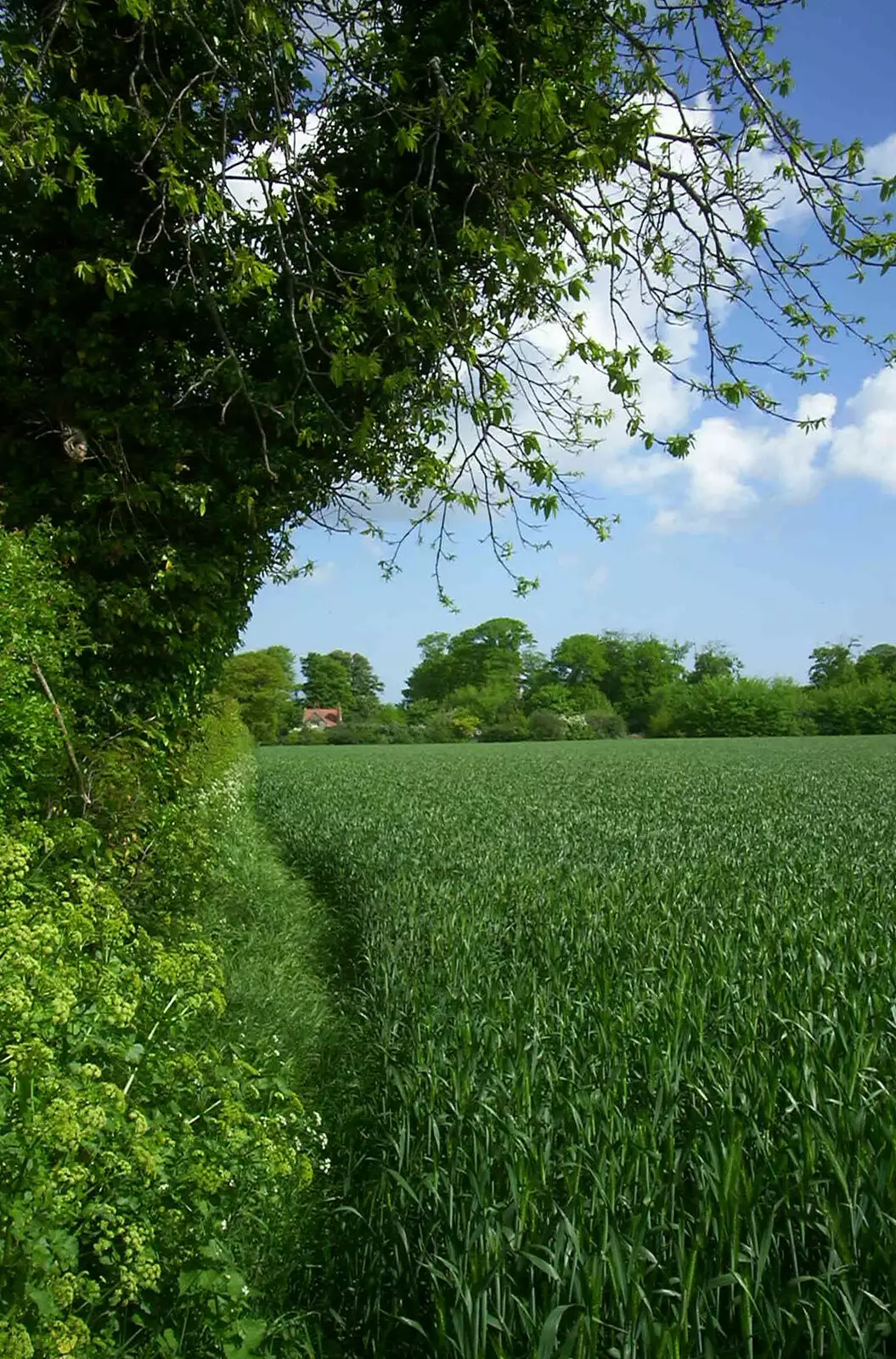 A verdant scene, from The BSCC Bike Ride Weekend, Kelling, Norfolk - 9th May 2003