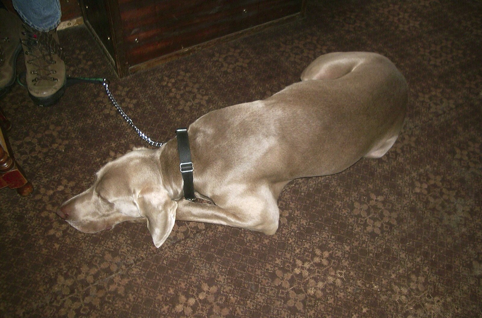 Dog on the floor from Weird Dudes on Shed and a Lost Weekend, Brome - 23rd August 2003