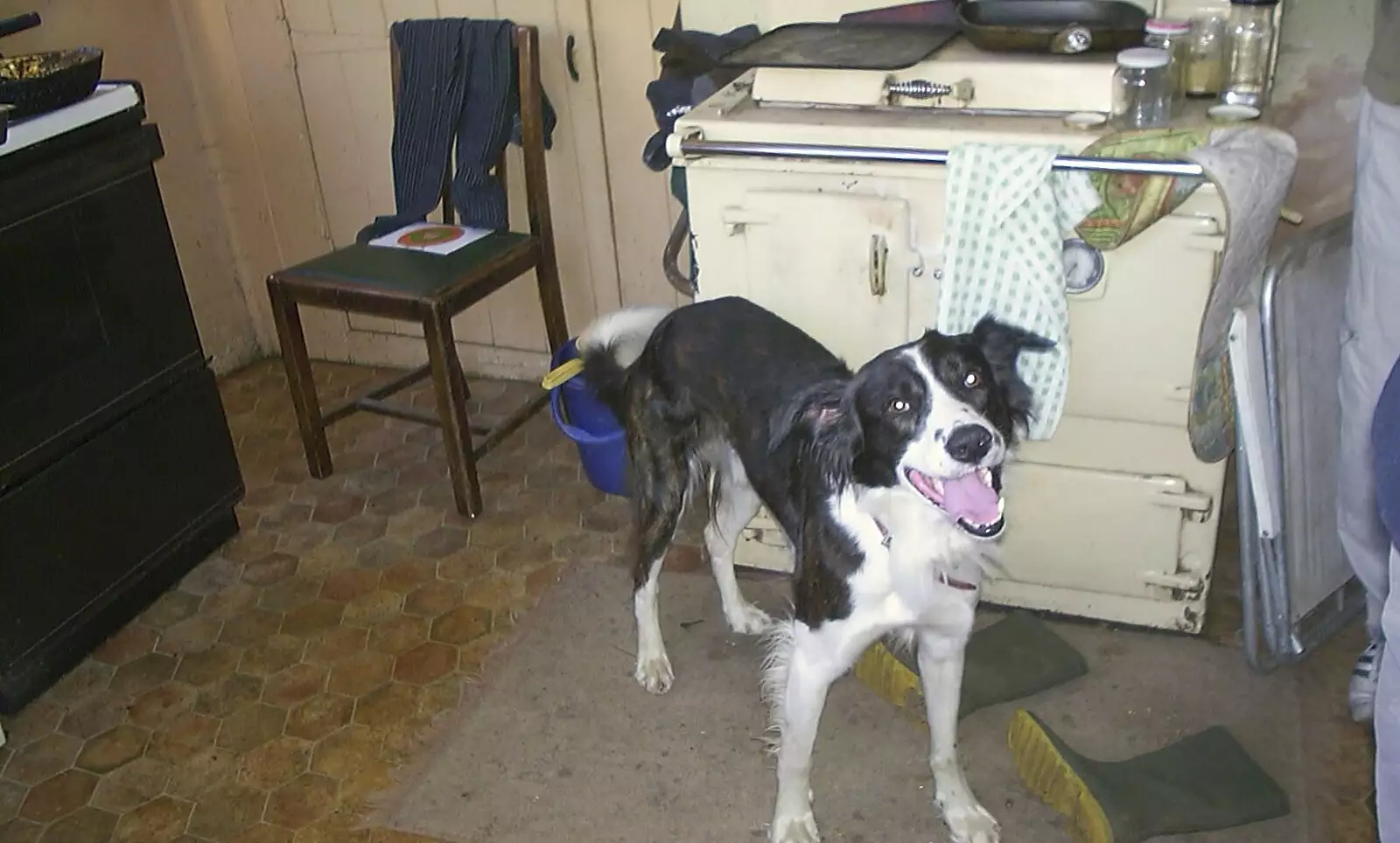 Wellard the dog roams around, from A Rabbit Barbeque, Dairy Farm, Thrandeston - 14th September 2003