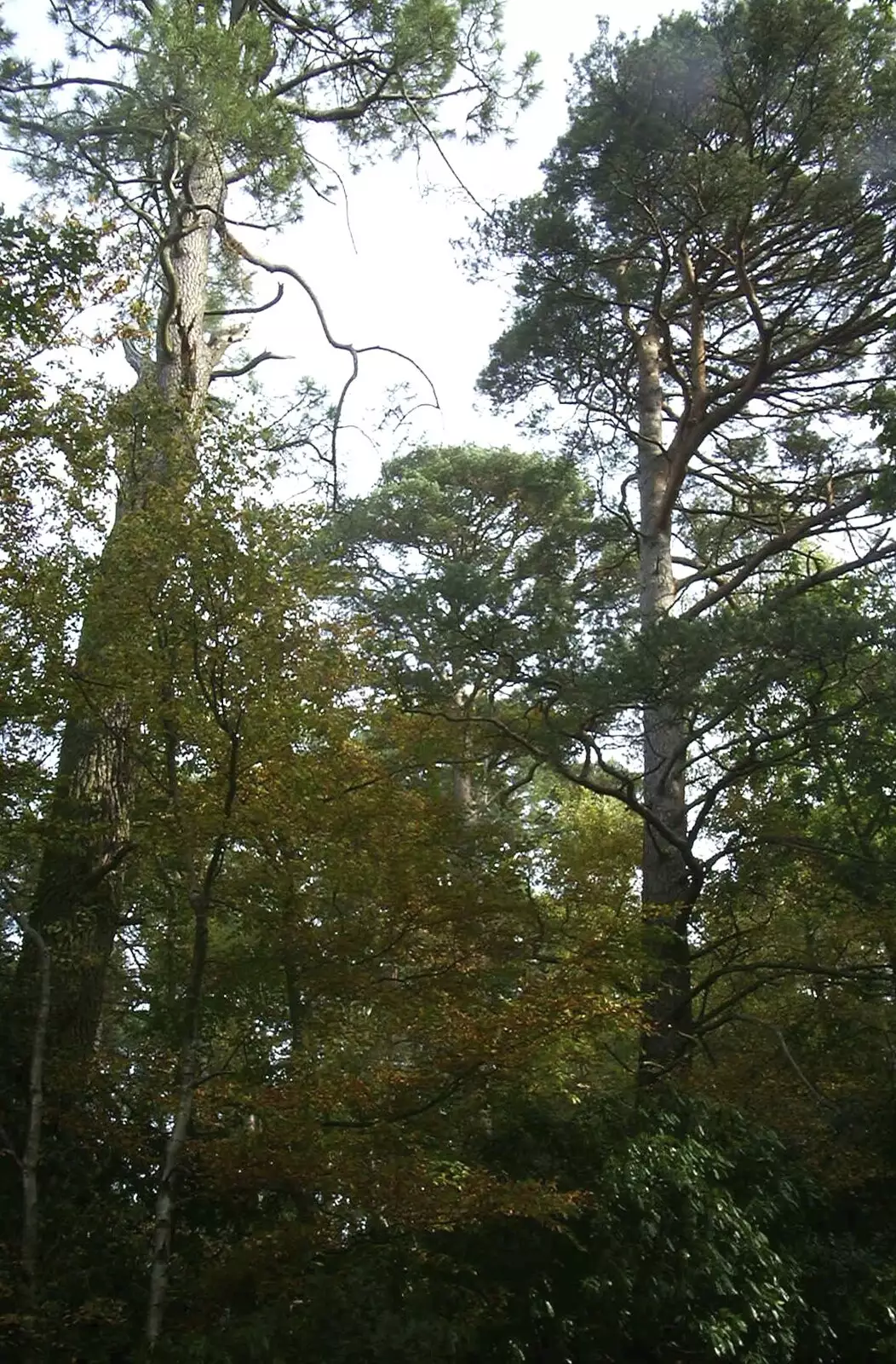 Autumn trees somewhere, from A New Forest Weekender, Hordle, Hampshire - 19th October 2003