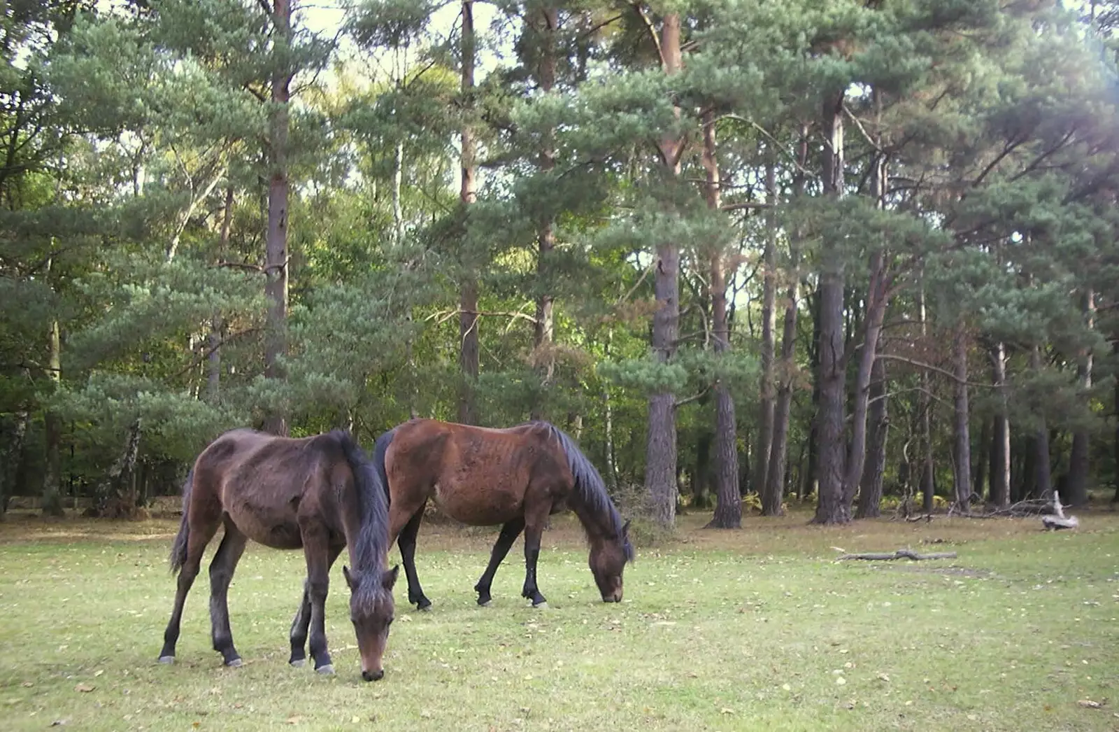 A couple of New Forest ponies graze, from A New Forest Weekender, Hordle, Hampshire - 19th October 2003