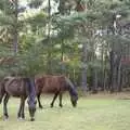 A couple of New Forest ponies graze, A New Forest Weekender, Hordle, Hampshire - 19th October 2003