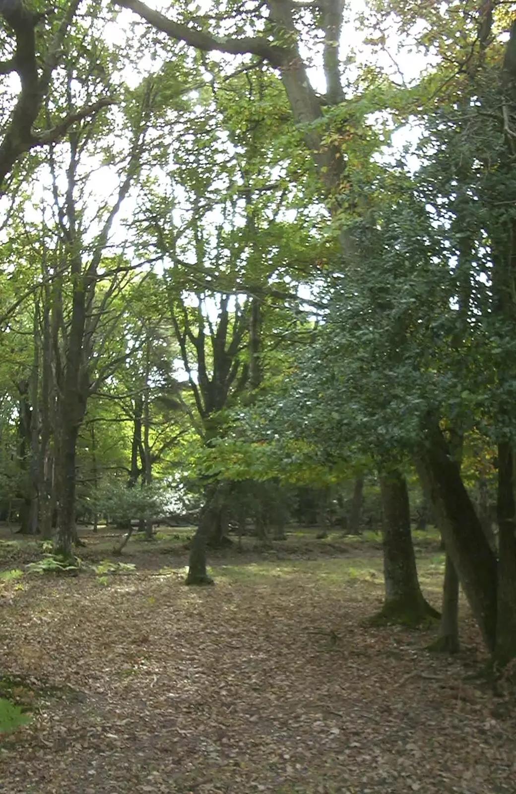 More trees, from A New Forest Weekender, Hordle, Hampshire - 19th October 2003