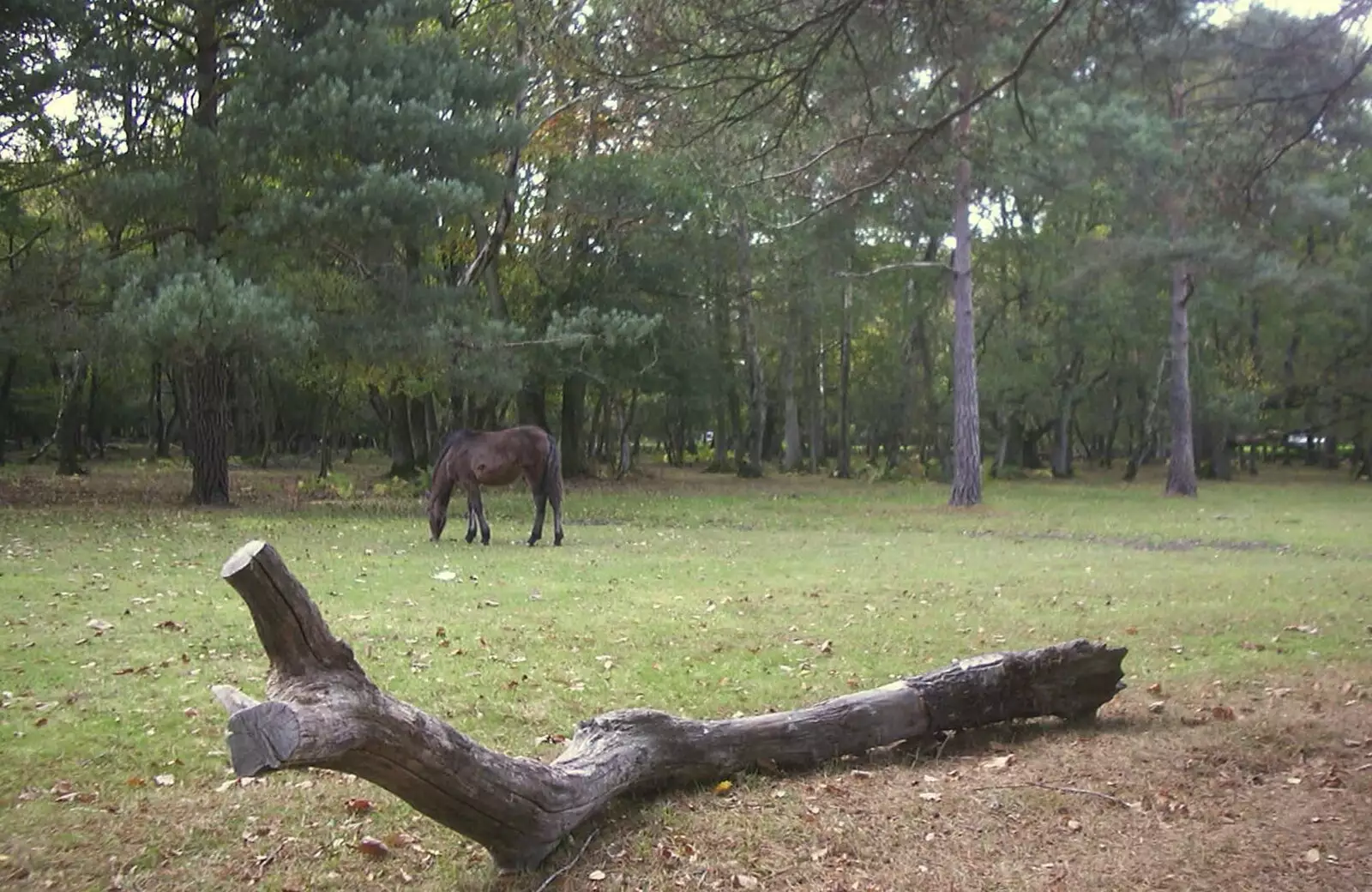 A pony and a log, from A New Forest Weekender, Hordle, Hampshire - 19th October 2003