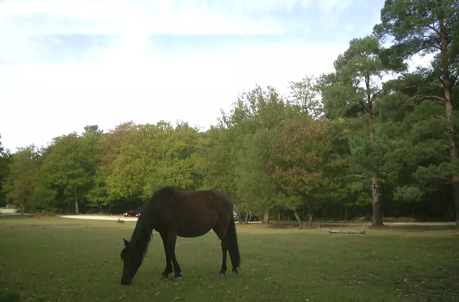 Another pony in a field, from A New Forest Weekender, Hordle, Hampshire - 19th October 2003