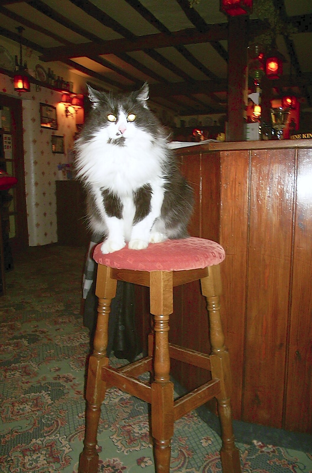 Vimto the cat perches on a bar stool from The Swan's Cellar, and Bill's Mambo Night at the Barrel, Banham, Norfolk - 6th February 2004