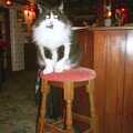 Vimto the cat perches on a bar stool, The Swan's Cellar, and Bill's Mambo Night at the Barrel, Banham, Norfolk - 6th February 2004