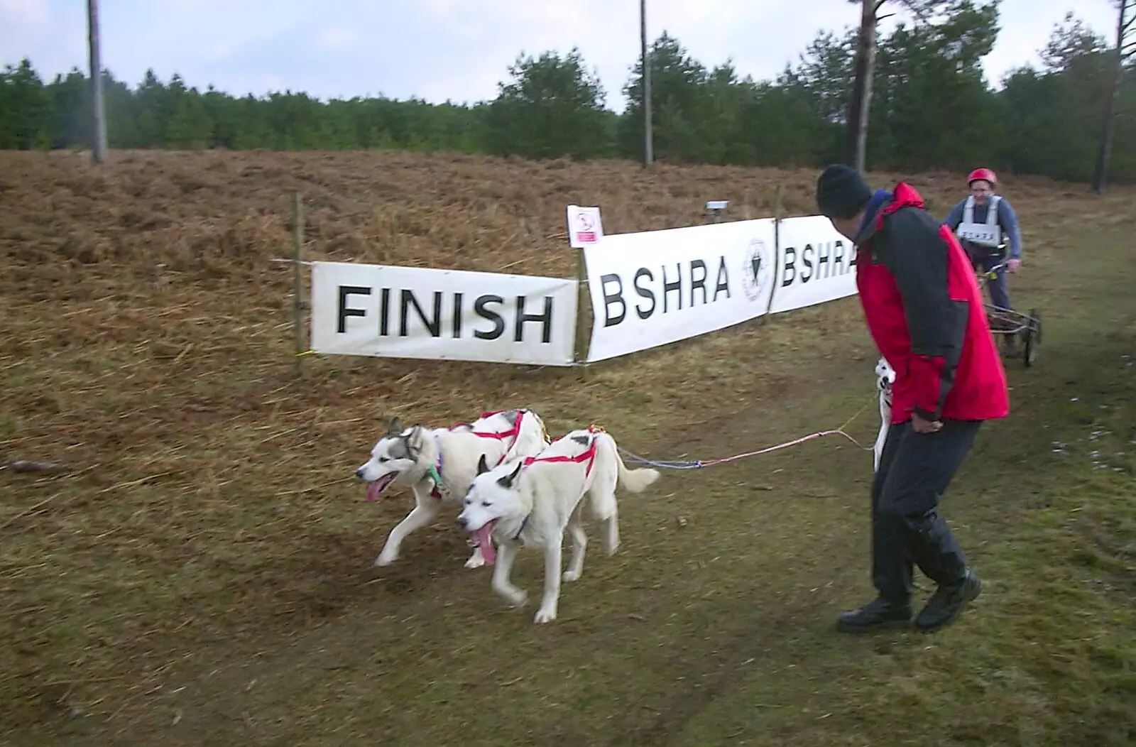 Some huskies cross the finishing line, from A day at the Husky Races, Lakenheath, Suffolk - 29th February 2004