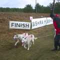 Some huskies cross the finishing line, A day at the Husky Races, Lakenheath, Suffolk - 29th February 2004