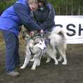 The huskies are ready to go, A day at the Husky Races, Lakenheath, Suffolk - 29th February 2004