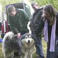 We say hello to a Malamute husky, A day at the Husky Races, Lakenheath, Suffolk - 29th February 2004