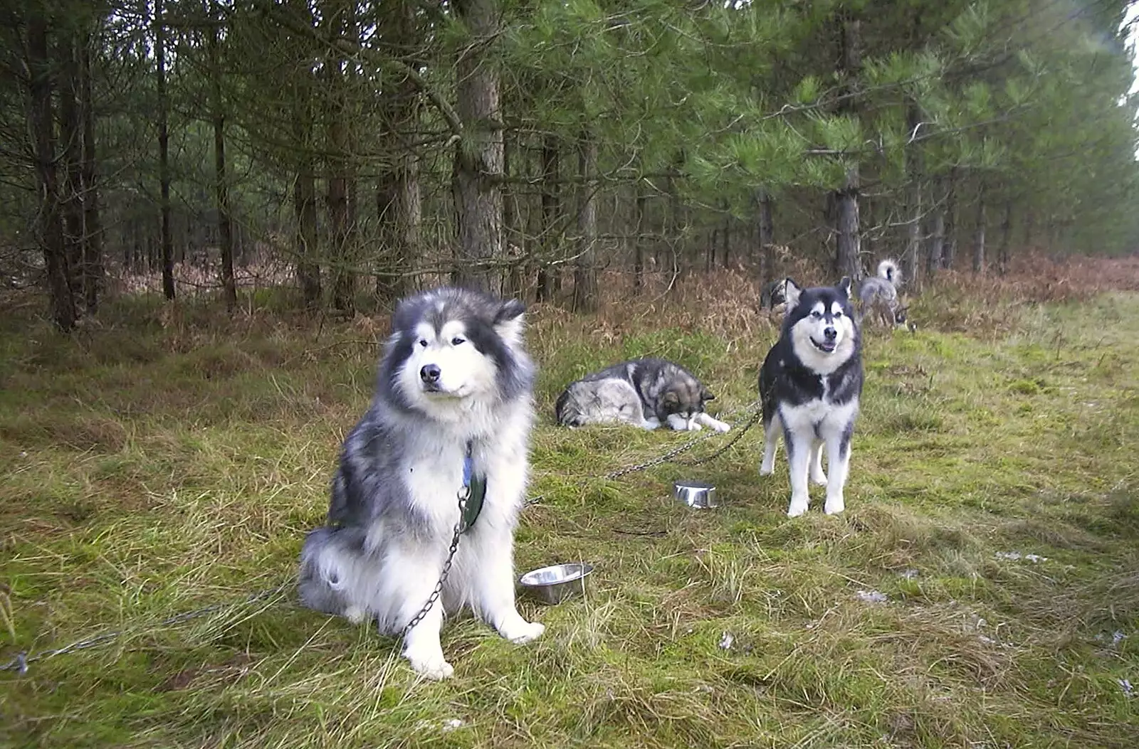 Furry huskies in the forest, from A day at the Husky Races, Lakenheath, Suffolk - 29th February 2004