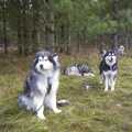 Furry huskies in the forest, A day at the Husky Races, Lakenheath, Suffolk - 29th February 2004