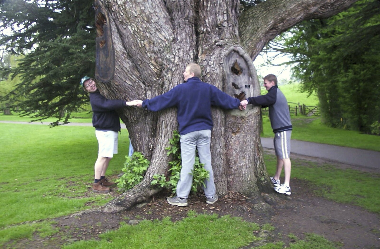 There's some tree hugging occuring of a Lebanese cypress from A Trip Around Leeds Castle, Maidstone, Kent - 9th May 2004