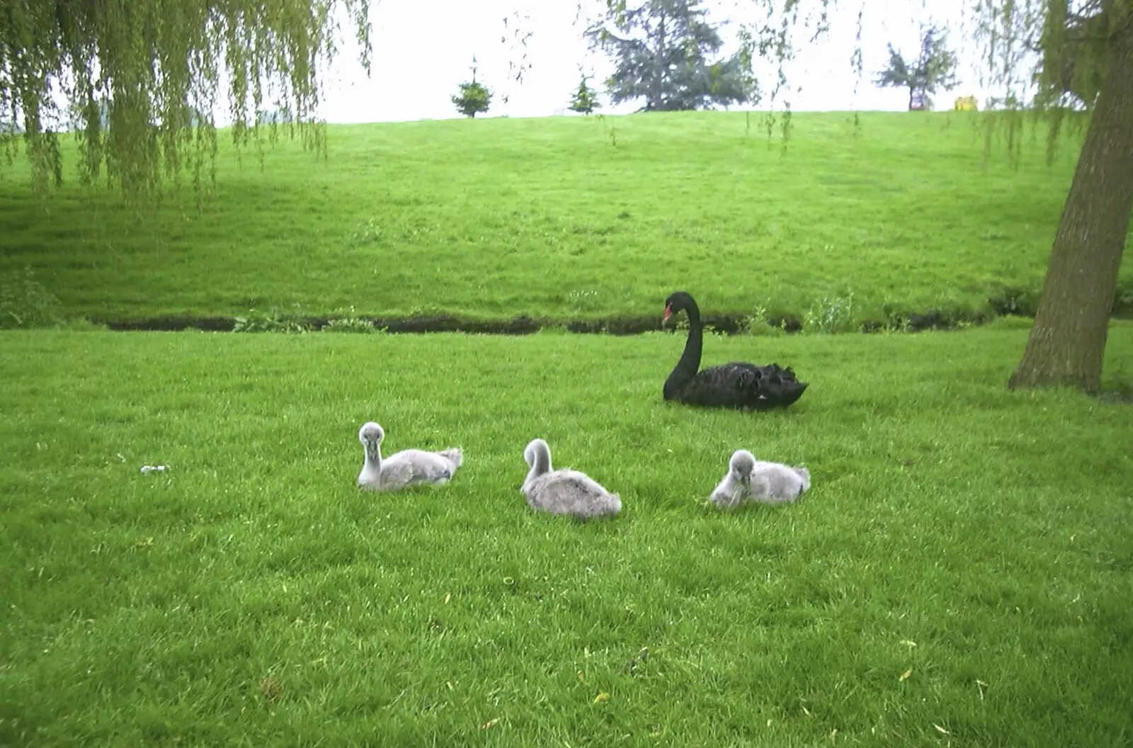 A black swan with some fluffy cygnets, from A Trip Around Leeds Castle, Maidstone, Kent - 9th May 2004