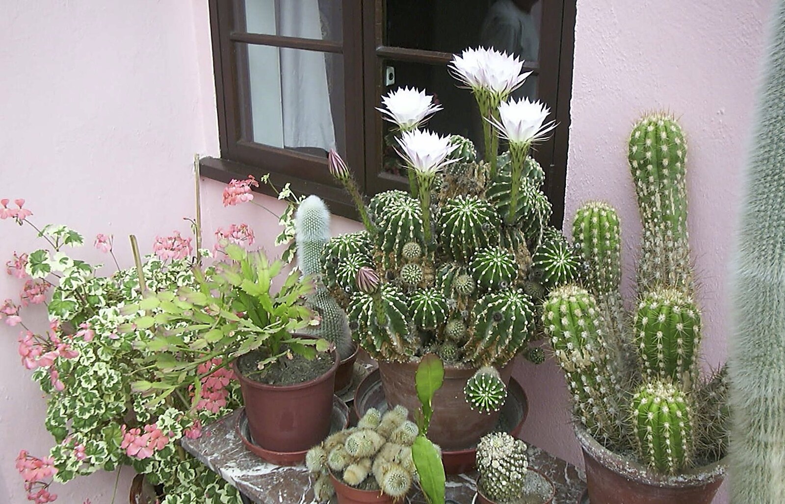 Brenda's cacti are in full flower from The BBs do Gissing Hall, and a Night in the Garden, Brome, Suffolk - 14th May 2004