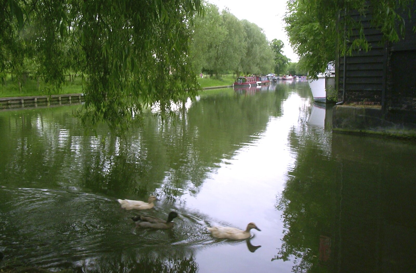 A view up the Cam from Andrey Leaves Trigenix, More Skelton Festival and a Transit of Venus, Cambridge and Diss - 4th June 2004