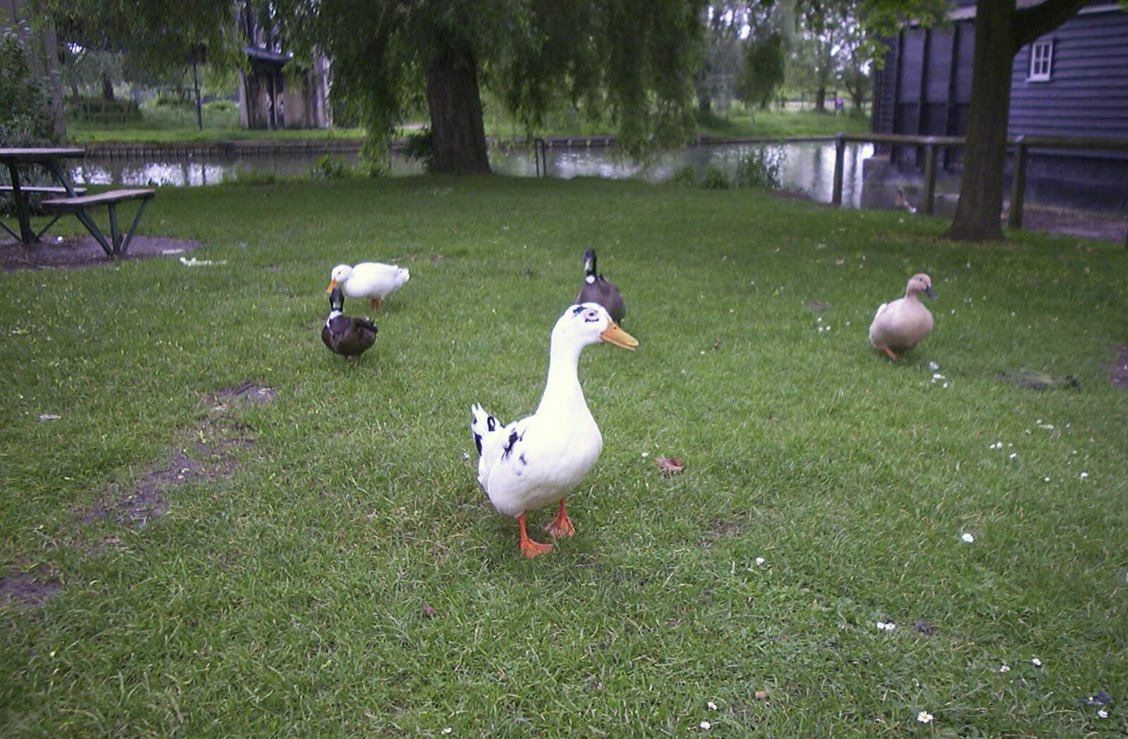 Some ducks waddle about from Andrey Leaves Trigenix, More Skelton Festival and a Transit of Venus, Cambridge and Diss - 4th June 2004