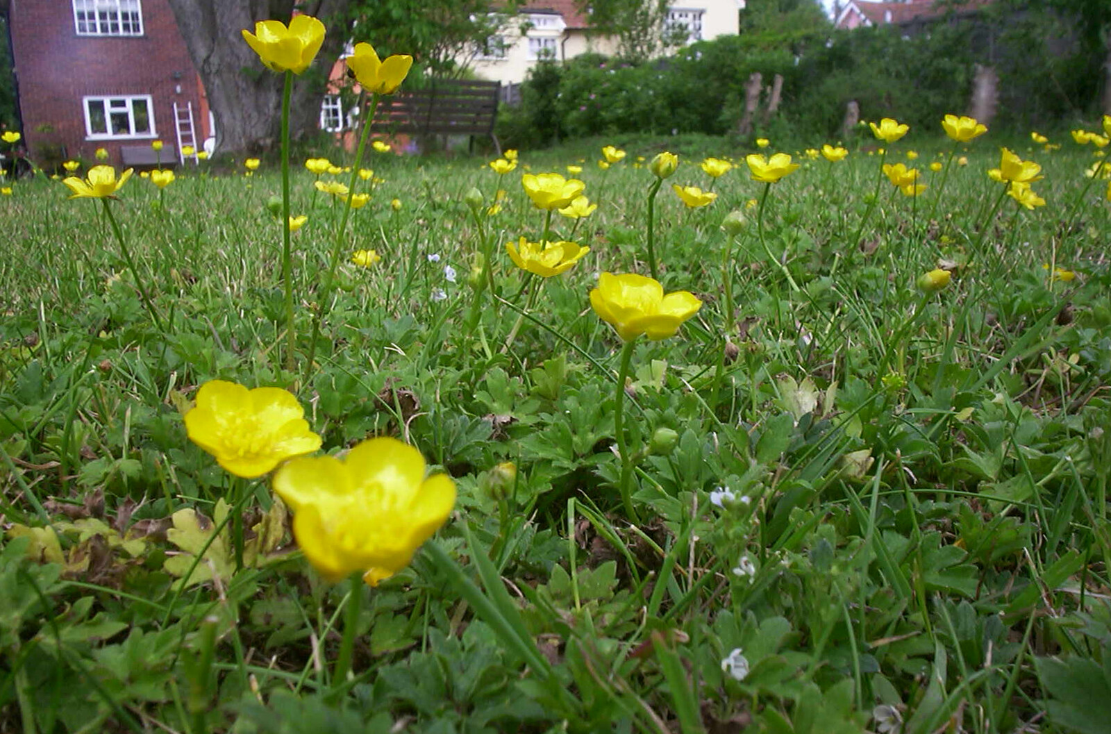 Close-up with some buttercups in the lawn from Andrey Leaves Trigenix, More Skelton Festival and a Transit of Venus, Cambridge and Diss - 4th June 2004