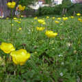 Close-up with some buttercups in the lawn, Andrey Leaves Trigenix, More Skelton Festival and a Transit of Venus, Cambridge and Diss - 4th June 2004