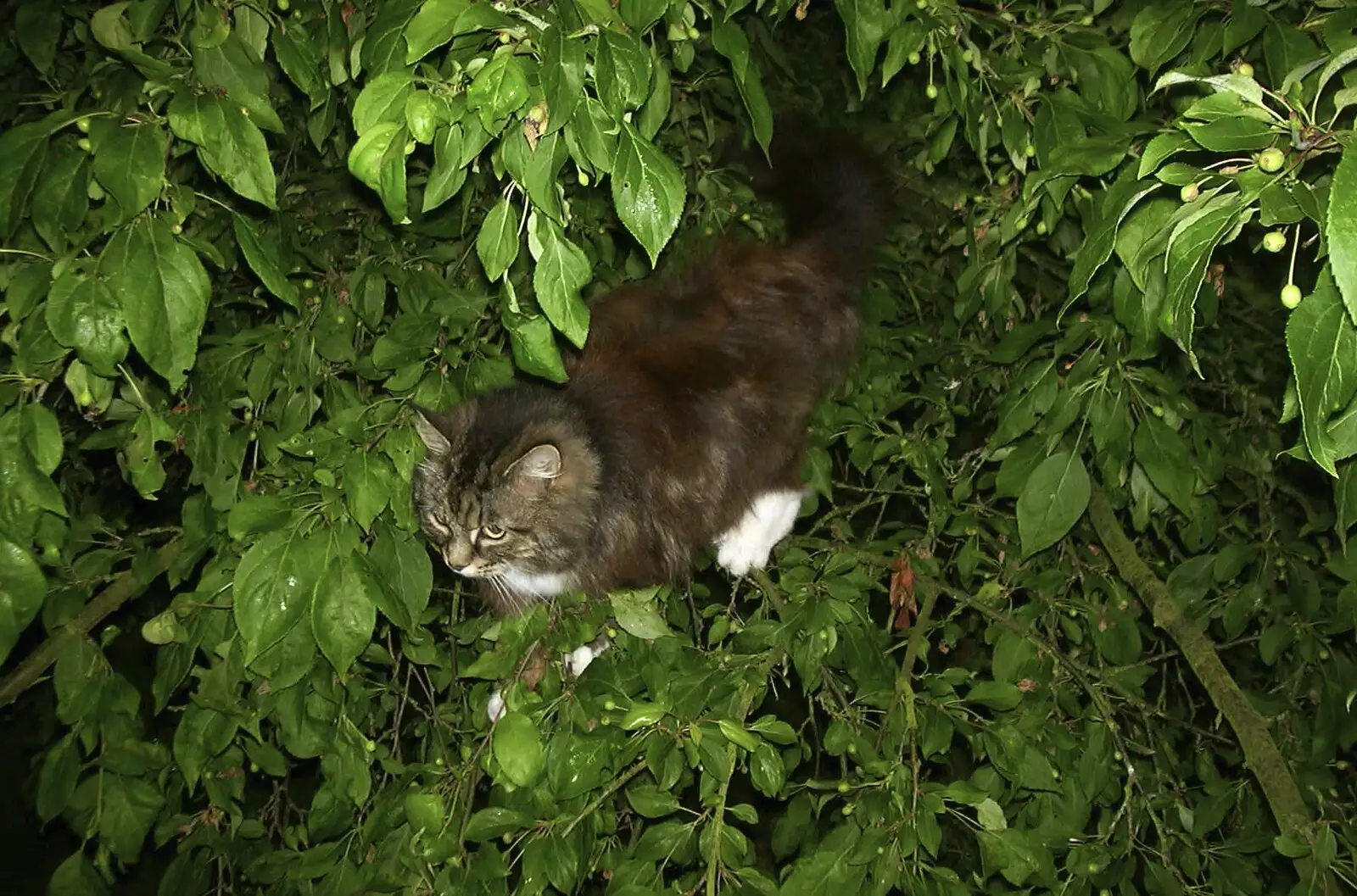 Soph-bags is up a tree, from A Transit of Venus and a Front Garden Barbeque, Brome - 11th June 2004