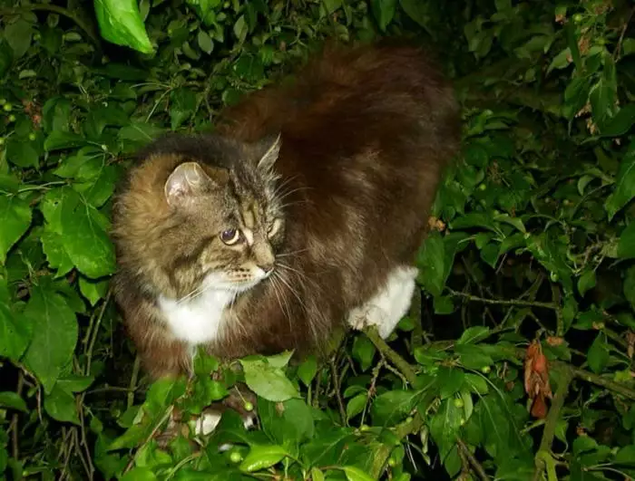 More cat-up-a-tree action, from A Transit of Venus and a Front Garden Barbeque, Brome - 11th June 2004